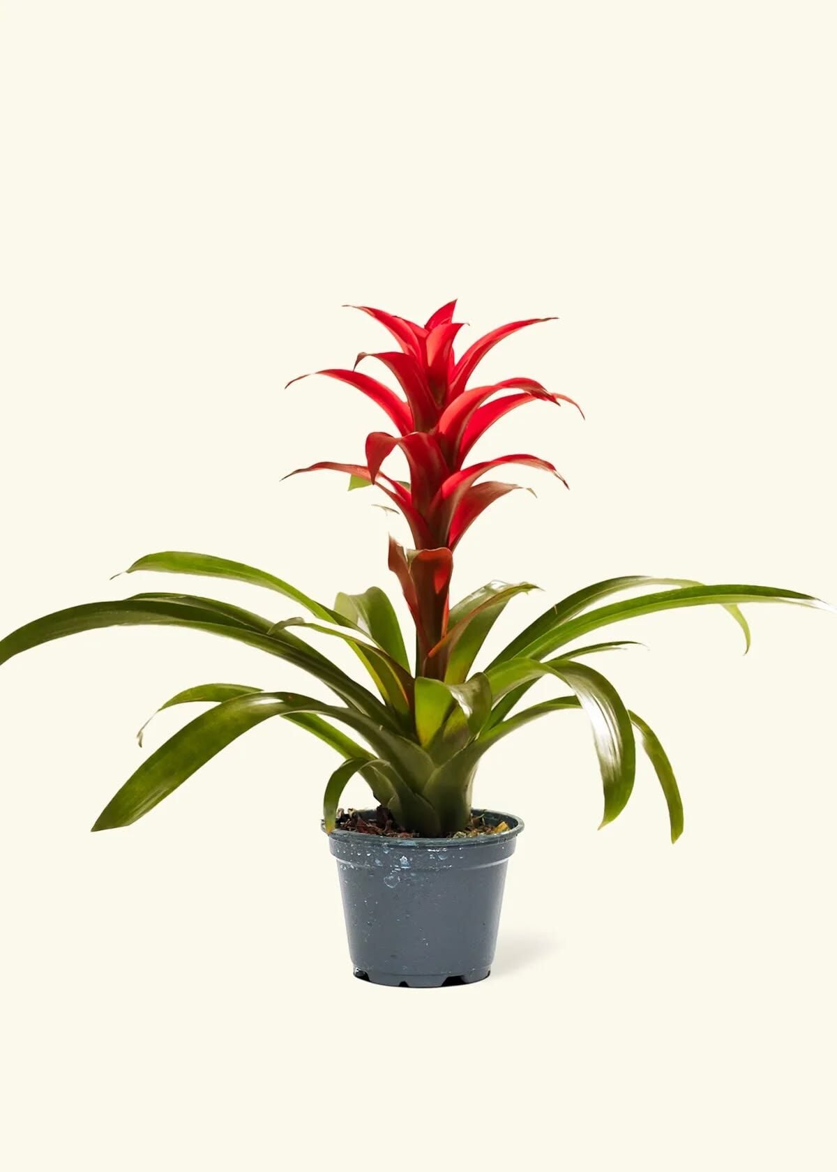 Guzmanya (Guzmania) İç Mekân Saksı Bitkisi