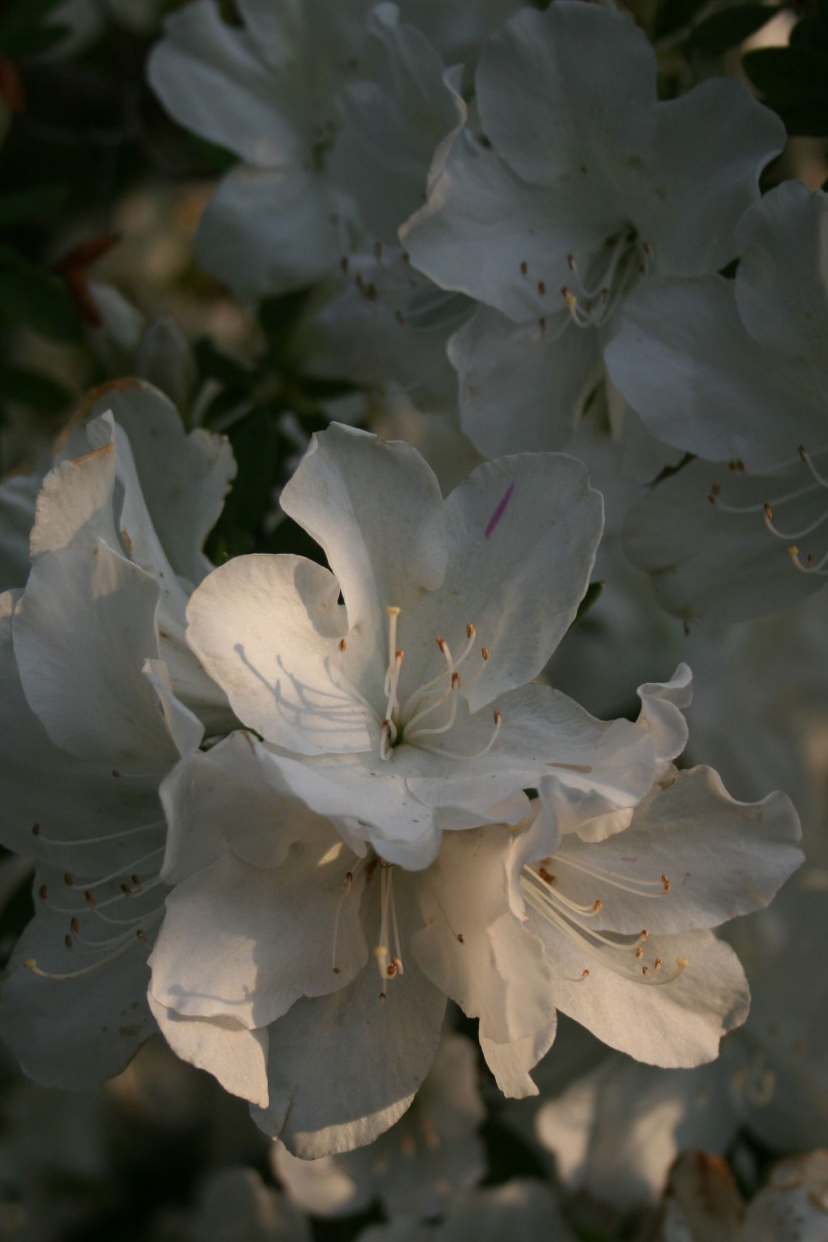Beyaz Açelya (Azalea)