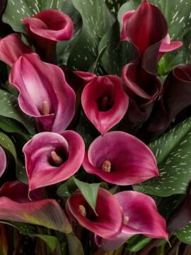 Bordo Gala Çiçeği (Calla Lily)