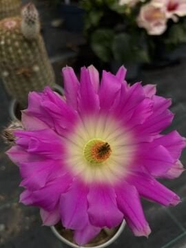Echinocereus rigidissimus (Gökkuşağı Kaktüsü)