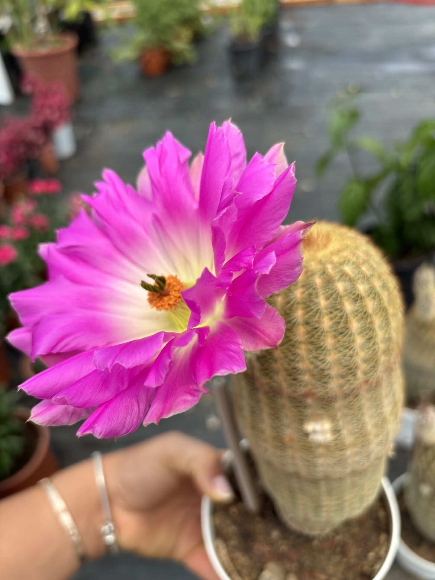Echinocereus rigidissimus (Gökkuşağı Kaktüsü)