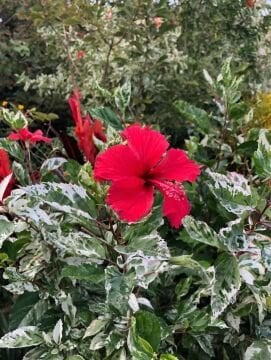 Alacalı Japon Gülü (Hibiscus rosa-sinensis ‘Variegata’)