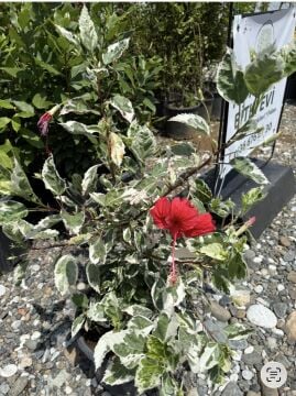 Alacalı Japon Gülü (Hibiscus rosa-sinensis ‘Variegata’)