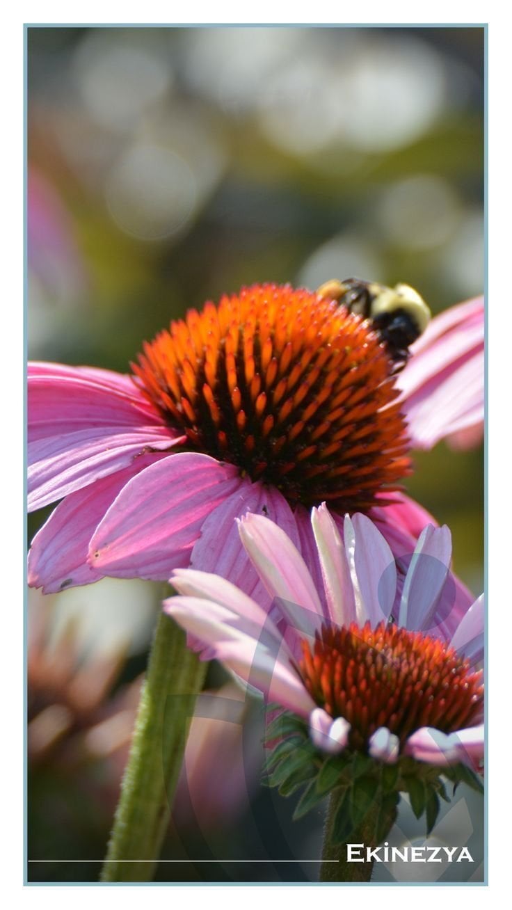 Ekinezya (Echinacea purpurea)