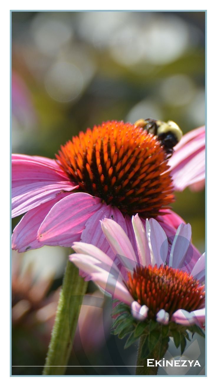 Ekinezya (Echinacea purpurea)