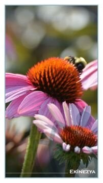 Ekinezya (Echinacea purpurea)