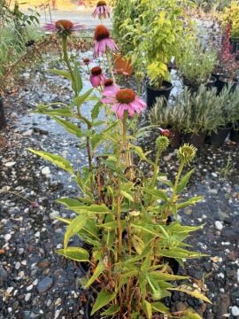 Ekinezya (Echinacea purpurea)