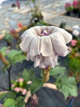 Datura metel Katmerli Boru Çiçeği