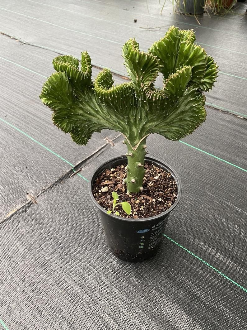 Euphorbia Lactea Green Cristata | Yeşil Mercan Kaktüsü
