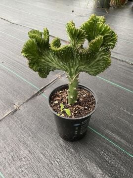 Euphorbia Lactea Green Cristata | Yeşil Mercan Kaktüsü