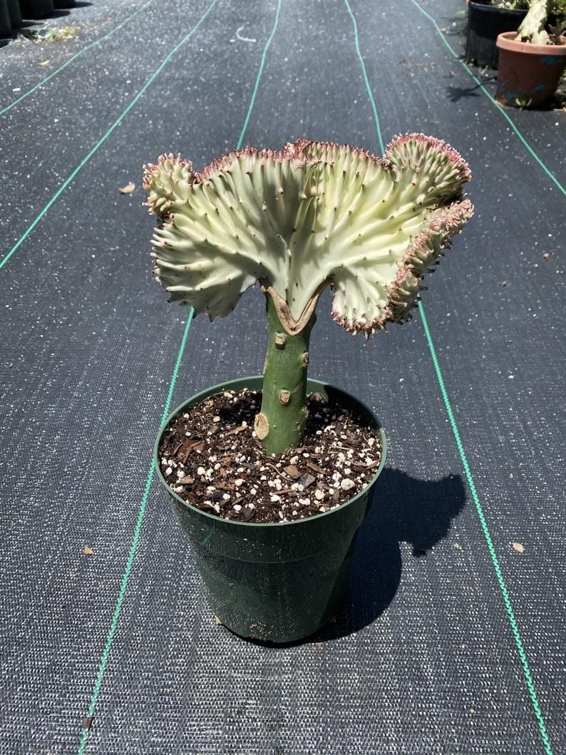 Euphorbia Lactea Cristata Variegata