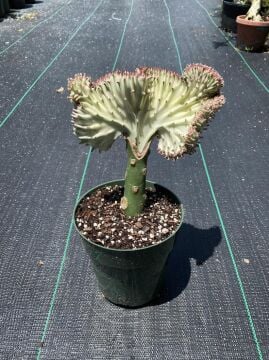 Euphorbia Lactea Cristata Variegata
