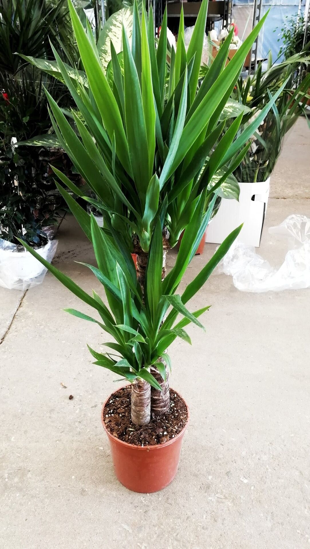 Yucca Elephantipes (2 Gövdeli Yuka Bitkisi) | 30-60 cm