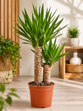 Yucca Elephantipes (2 Gövdeli Yuka Bitkisi) | 30-60 cm