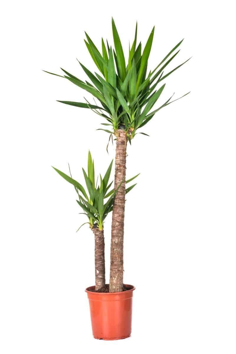 Yucca Elephantipes (2 Gövdeli Yuka Bitkisi) | 45-90 cm
