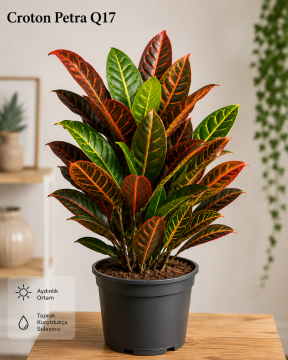 Croton Petra Ruby (Kraton Bitkisi) | 40-60 cm