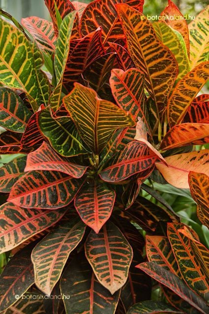 Croton Petra Ruby (Kraton Bitkisi) | 40-60 cm