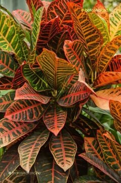 Croton Petra Ruby (Kraton Bitkisi) | 40-60 cm