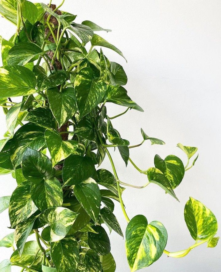 Epipremnum (Salon Sarmaşığı) | 60 cm | Özel Form