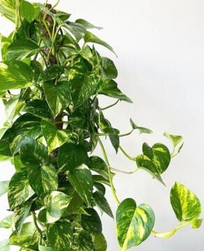 Epipremnum (Salon Sarmaşığı) | 60 cm | Özel Form