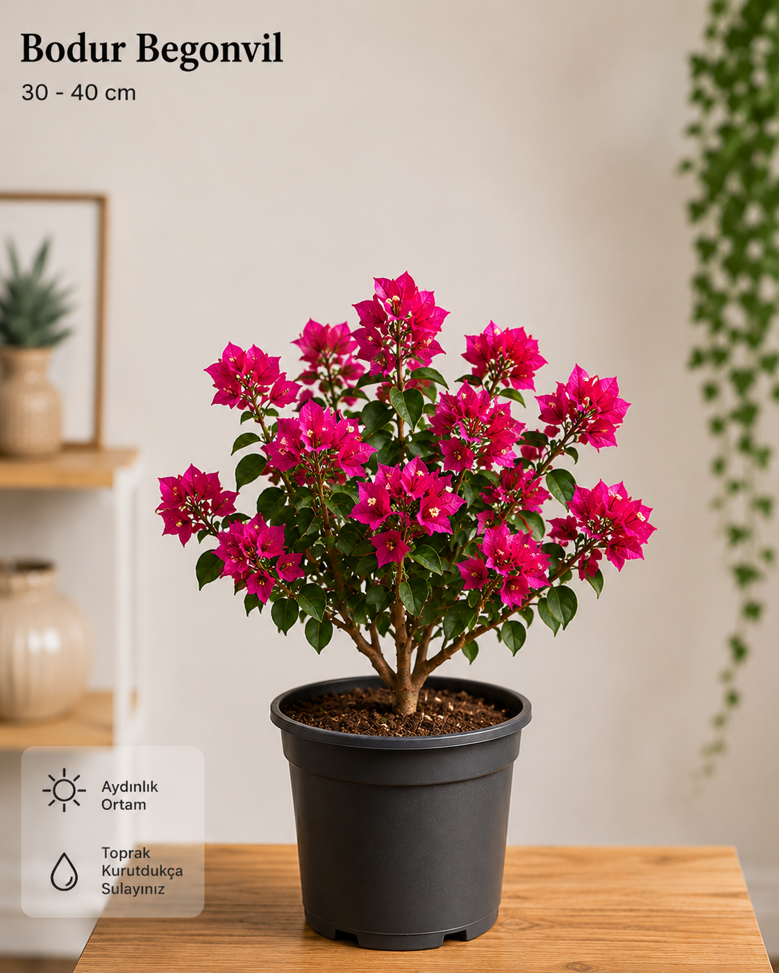 Bodur Begonvil (Bougainvillea) | 30-40 cm