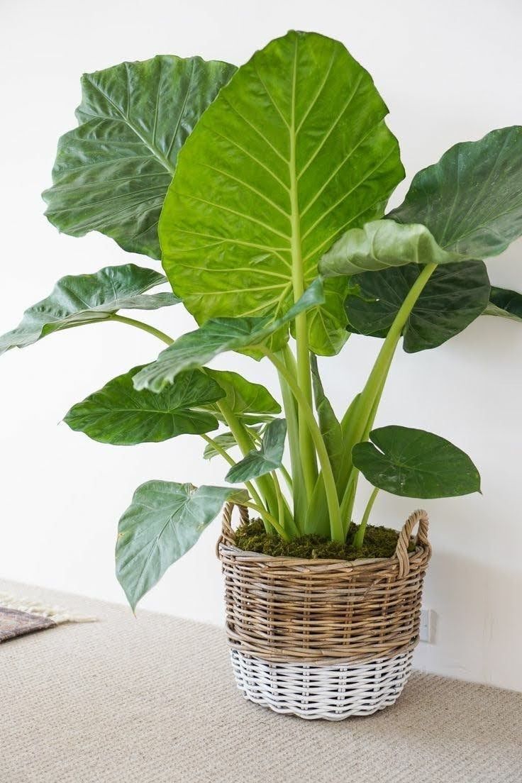 Alocasia Macrorrhiza (Fil Kulağı Bitkisi)