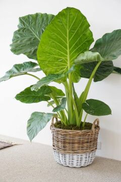 Alocasia Macrorrhiza (Fil Kulağı Bitkisi)
