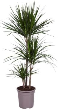 Dracaena Marginata (3 Köklü Dragon Ağacı)