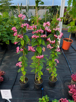 Kanayan Kalp Sarmaşığı (Clerodendrum thomsoniae)