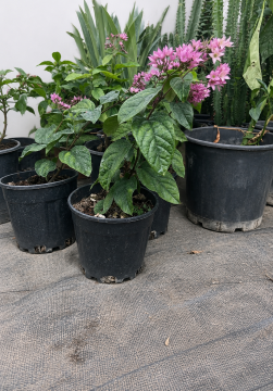 Kanayan Kalp Sarmaşığı (Clerodendrum thomsoniae)