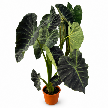 Alocasia Regal Shields (Fil Kulağı)Büyük Yapraklı Tropikal Salon Bitkisi (100-120)