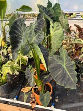 Alocasia Regal Shields (Fil Kulağı)Büyük Yapraklı Tropikal Salon Bitkisi (100-120)