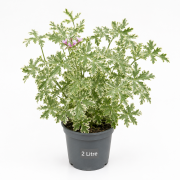 Alacalı Itır (Pelargonium graveolens Variegata)
