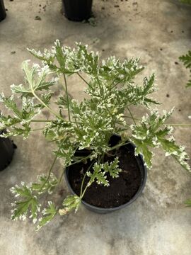 Alacalı Itır (Pelargonium graveolens Variegata)