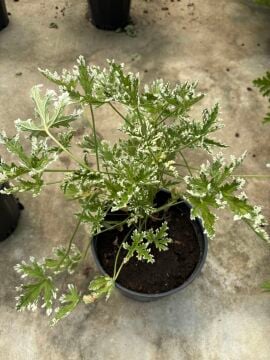 Alacalı Itır (Pelargonium graveolens Variegata)