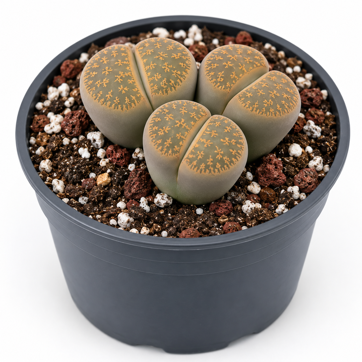 Lithops (Canlı Taş Bitkisi)