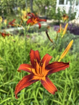 Hemerocallis (Gün Zambağı) | Çok Yıllık Bahçe Zambağı