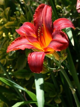 Hemerocallis (Gün Zambağı) | Çok Yıllık Bahçe Zambağı