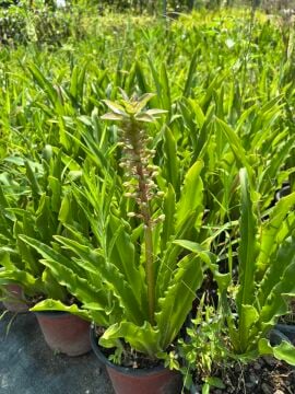 Ananas Zambağı (Eucomis) – Saksılı Çok Yıllık Soğanlı Süs Bitkisi