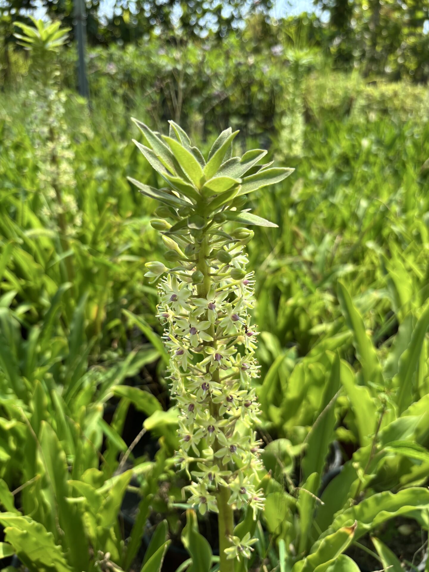 Ananas Zambağı (Eucomis) – Saksılı Çok Yıllık Soğanlı Süs Bitkisi