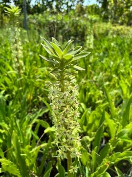 Ananas Zambağı (Eucomis) – Saksılı Çok Yıllık Soğanlı Süs Bitkisi
