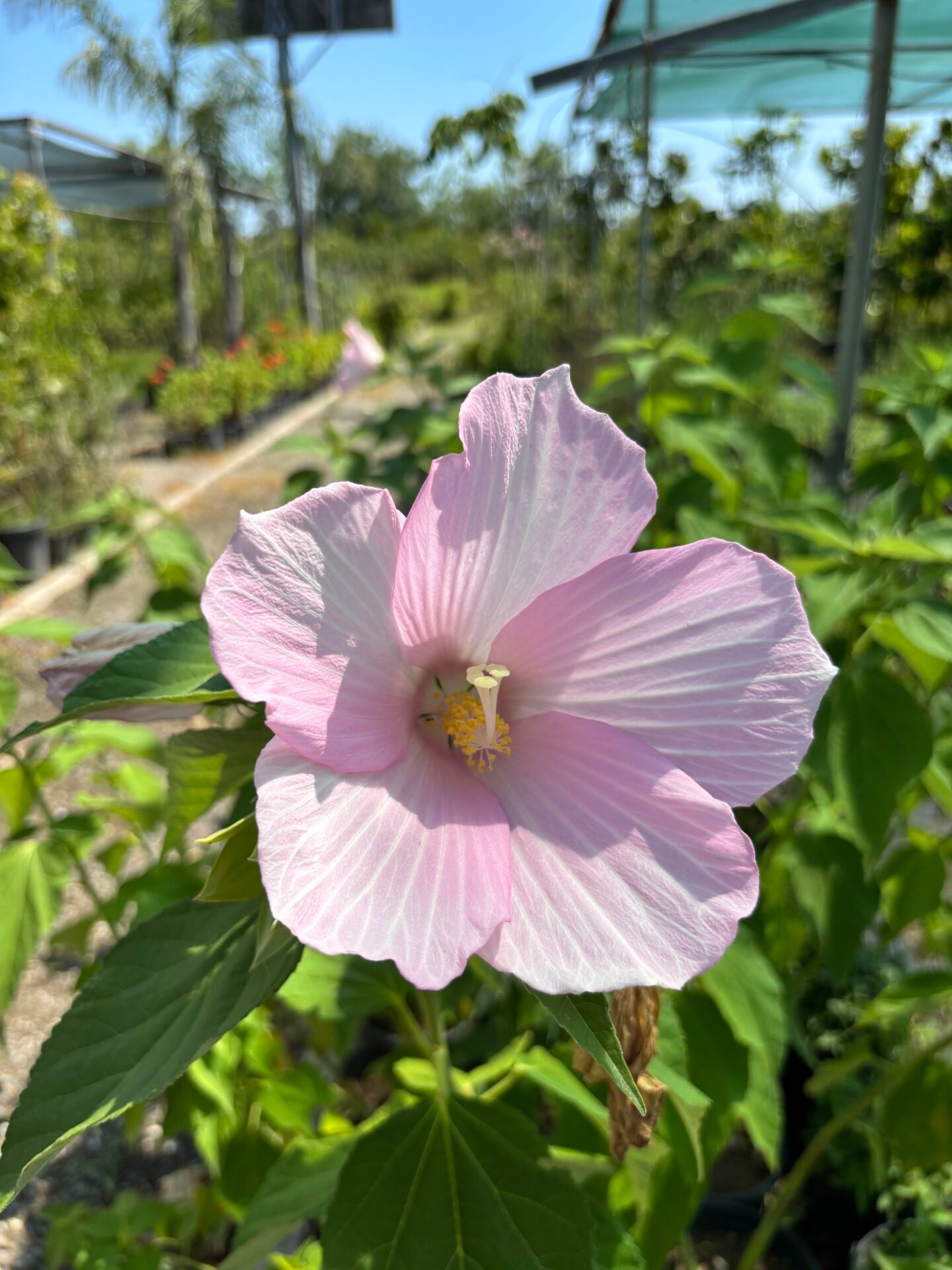 Hibiscus moscheutos  Misk Kokulu Gülhatmi Fidanı