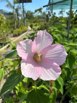 Hibiscus moscheutos  Misk Kokulu Gülhatmi Fidanı