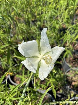 Hibiscus coccineus 'Alba' – Beyaz Texas Yıldız Hibiskusu