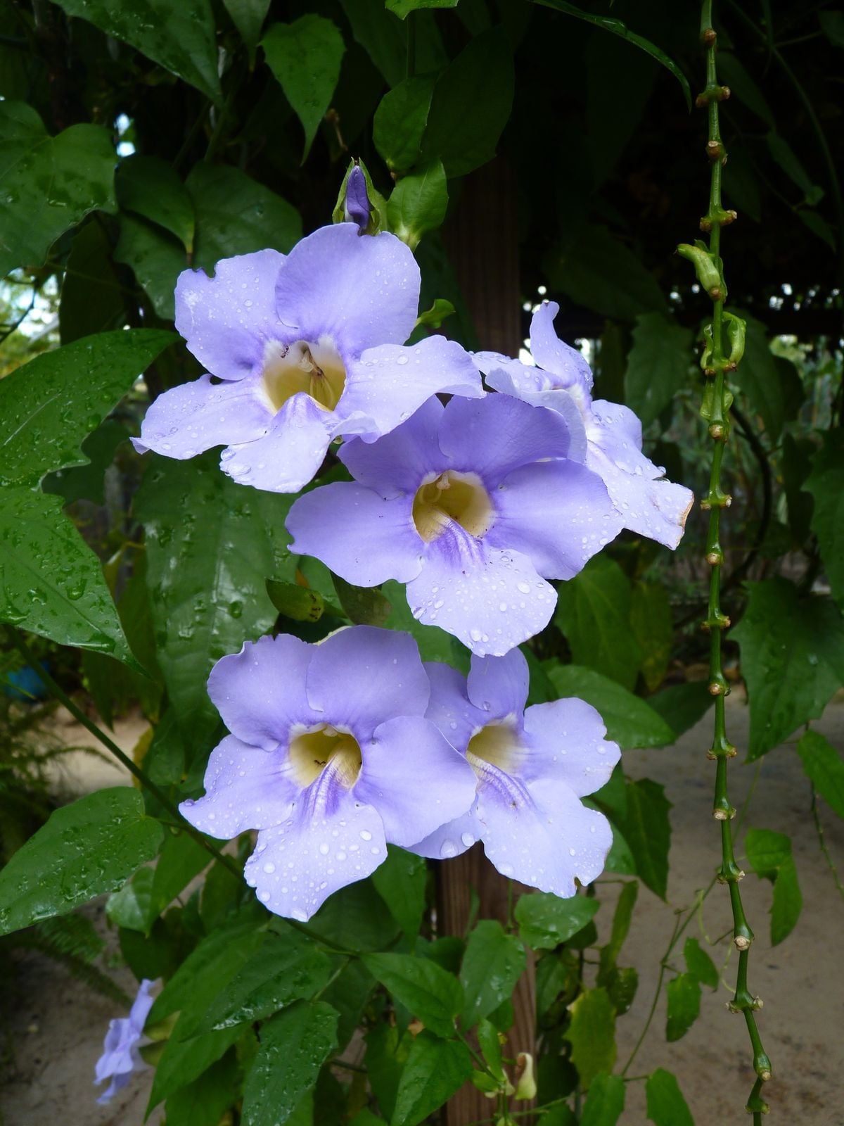 Thunbergia erecta – Mavi Çiçekli Tunbergia