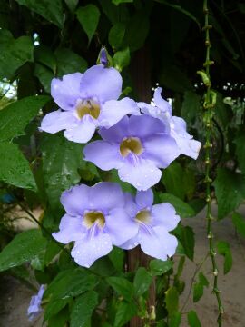 Thunbergia erecta – Mavi Çiçekli Tunbergia
