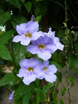 Thunbergia erecta – Mavi Çiçekli Tunbergia