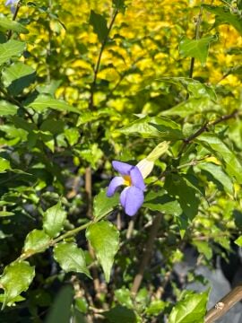 Thunbergia erecta – Mavi Çiçekli Tunbergia