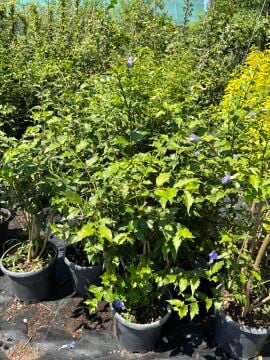 Thunbergia erecta – Mavi Çiçekli Tunbergia