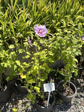Hibiscus syriacus 'Lavender Chiffon' Katmerli Mor Ağaç Hatmi Fidanı